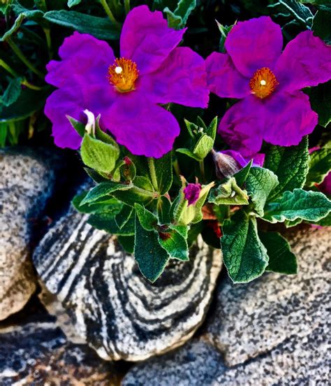 Purple Rock Rose Cistus Genus In Gneiss Rocks In So Cal I Do Not