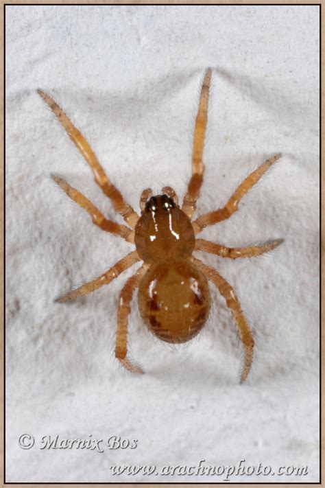 It is marked like the female, but also has there are two other species of widow spiders in the us, also known as false widow spiders. Steatoda nobilis | ArachnoPhoto - Spiders of Europe