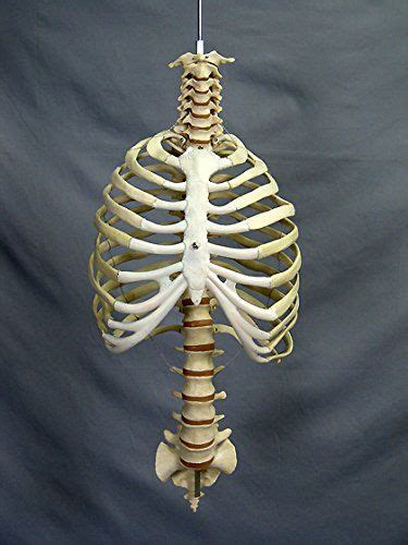 Pin By Emily Mckinney On Sculpture Idea In 2020 Human Rib Cage Rib