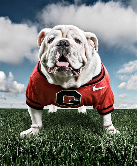 29 University Of Georgia Bulldog Mascot Picture Bleumoonproductions
