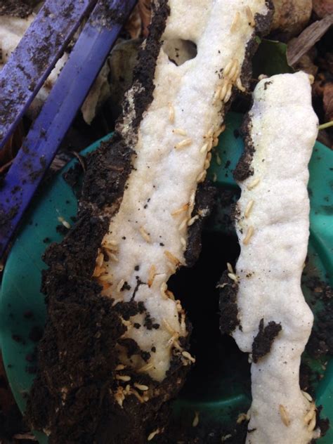 Orkin is the termite control expert. Termites - Schendel Pest Control