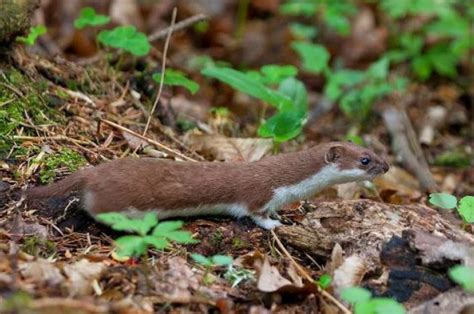 Less Snow Means Polands White Weasels Could Face Extinction Says