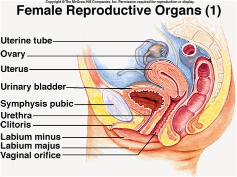 We hope you learned something new. Female Reproductive System