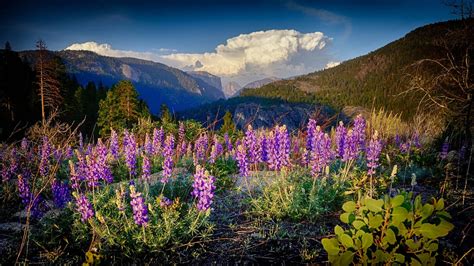 Best Time To See Wildflowers Of Yosemite 2024 When To See Roveme