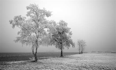Landscape Drawing Monochrome Nature Snow Winter Branch Frost