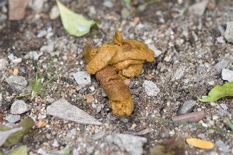 Why Is My Dogs Poo Yellow And What Can I Do To Help