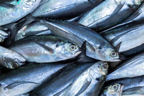 Ikan tongkol jadi salah satu makanan favorit.mau dibuat pindang atau pepes, semuanya enak. 5 Ciri-ciri Ikan Segar yang Perlu Dicatat Sebelum Belanja