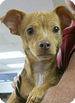 Thinking about adopting a cat? Chihuahua/Dachshund Mix Dog for adoption in Canon City ...