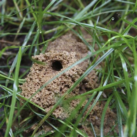 Ground Digger Wasp Scapă De Viespi și Viespi Terro Be Settled