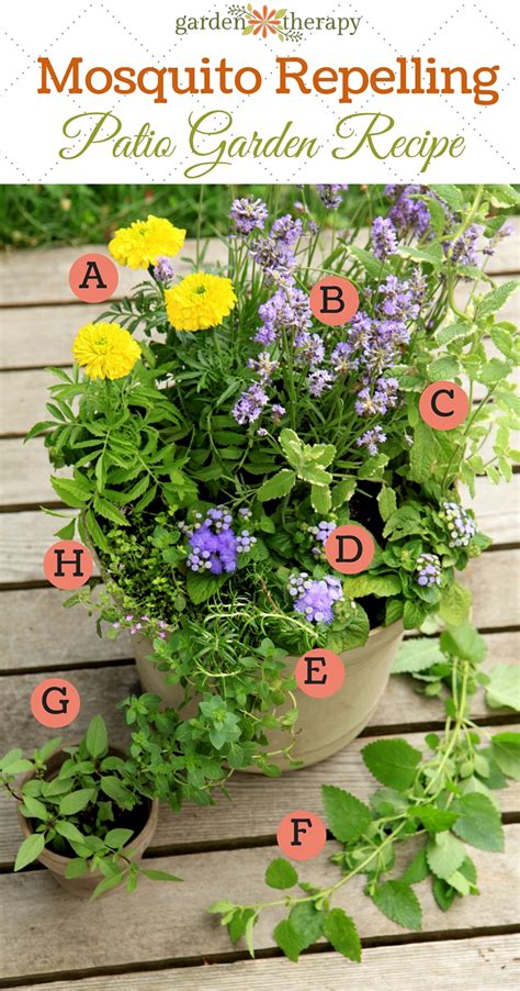 When was the last time you enjoyed time in your yard without worrying about mosquitos flying around or your family getting bitten by ticks? Mosquito Repellent Plants in a Pretty DIY Container Garden