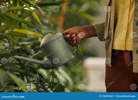 African American Woman Watering Plants Close Up Stock Photo Image Of