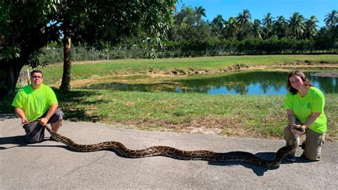 Florida Trappers Capture Record Setting Python In Everglades Ctv News