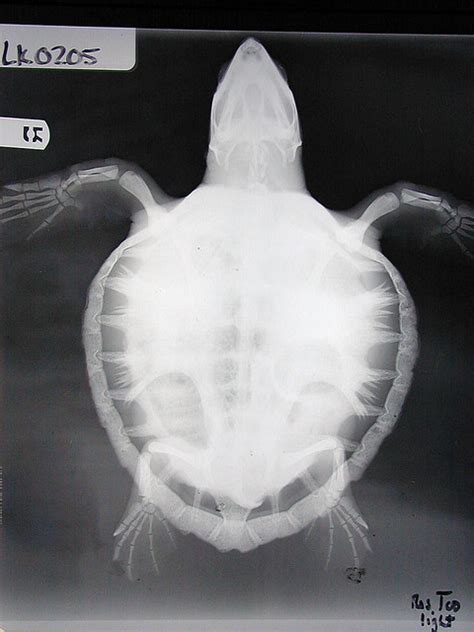 Sea Turtle X Ray A Photo On Flickriver