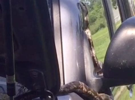 Mamou Woman Surprised When Snake Slithers From Hood Of Car