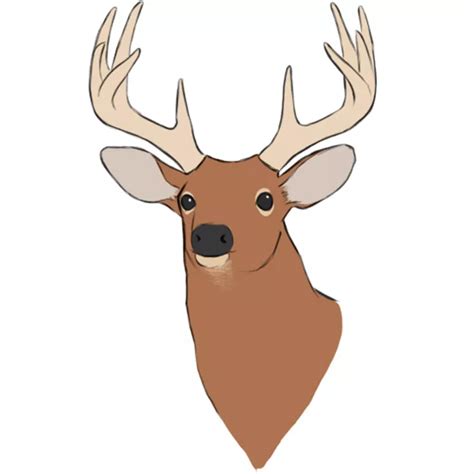 Deer Head Drawings