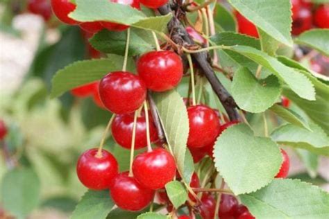 How Montmorency Cherries Can Protect Your Health Healthy