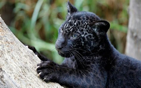 Baby Black Jaguar Animal