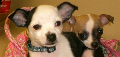 Maybe you would like to learn more about one of these? Inverness Animal Hospital - Compassionate Care From The ...
