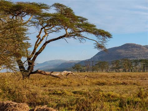 28,104 African Savannah Landscape Photos - Free & Royalty-Free Stock Photos from Dreamstime