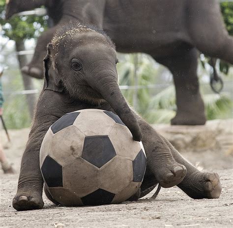 Baby Elephant Soccer Ball Flickr Photo Sharing