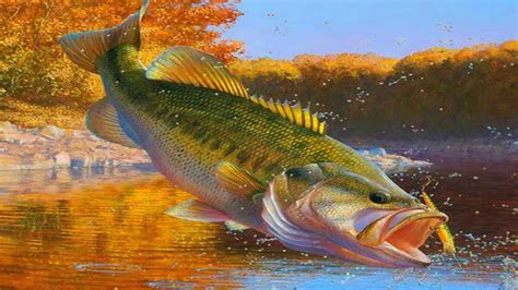 Largemouth Bass Wallpaper Hd 5qa4tke High Resolution Bass Fishing