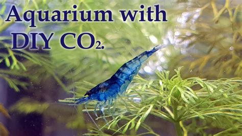It's a little bulky and requires more maintenance than pressurized co2 not to mention it's not as concentrate but it works! Nano Aquarium with DIY CO2 - YouTube