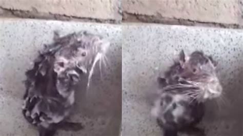 Ce que vous ignorez sur la vidéo du "rat qui prend sa douche"