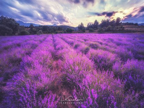 Lavender Field Landscape Photography Nature Landscape By Luke Kanelov
