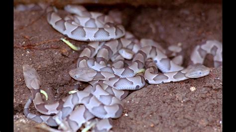 Nest Of Copperheads Southern Copperhead Facts And Information Youtube