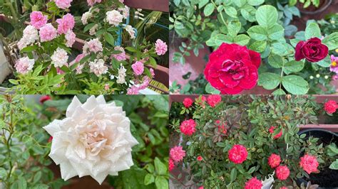 My Rose Garden Update எங்கள் வீட்டு ரோஜா தோட்டம் Rose Planting