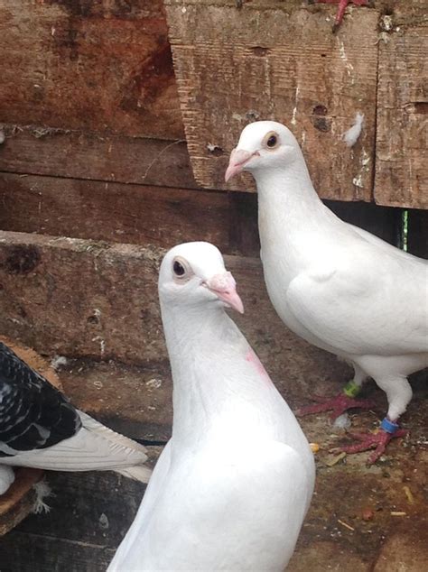 Pure White Racing Pigeon For Sale In London Blackheath Preloved