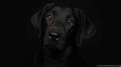 Black Dog Hd Wallpapers Desktop Background