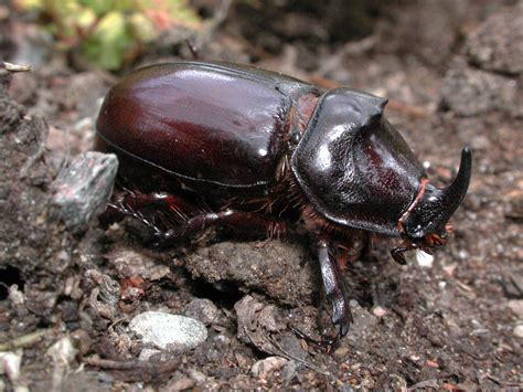 Tropische nashornkäfer in afrika und südasien schädigen palmenkulturen. Nashornkäfer