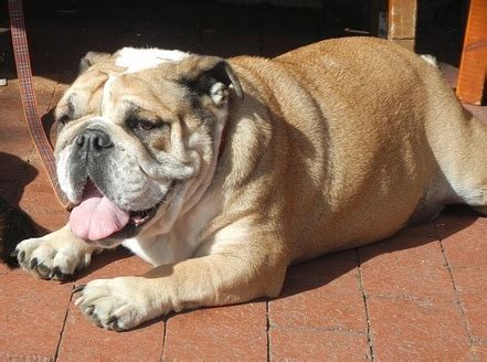 Your dog might be in need of low fat food if they're experiencing. 7 Best Dog Breeds For Lazy Owners: Lazy & Loving It!