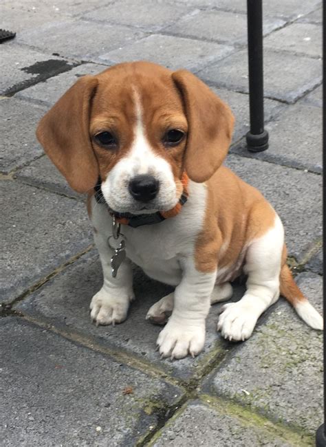 Baby Beagle Beagle Puppy Cute Dogs Baby Beagle