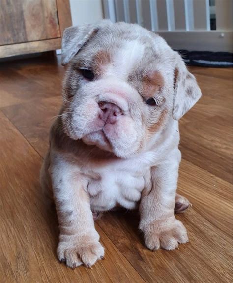 English Bulldog Puppies For Sale Los Angeles Ca 323941