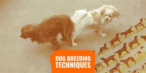 Top 10 Dog Breeding Pros And Cons List You Need To Know