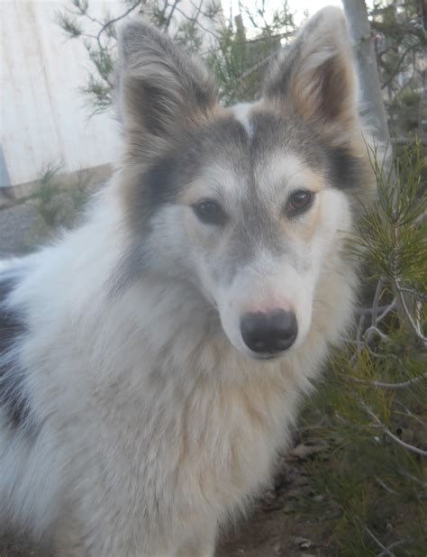 43 Border Collie Husky Wolf Mix Photo Codepromos