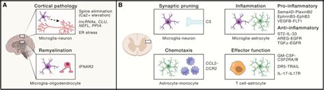 Multiple Sclerosis Neuroimmune Crosstalk And Therapeutic Targeting Cell