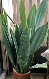 Caring for a whale fin plant (sansevieria masoniana)подробнее. Sansevieria Masoniana - Victoria - Whale fin - Shark Fin ...