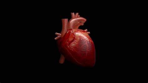 3d Animation Beating Human Heart Alpha Stock Footage Video 100