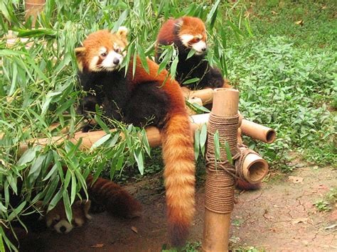 Conservation Efforts For Red Panda Ek Sparsh