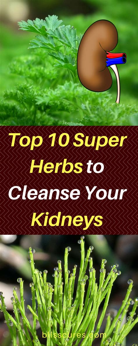 Top 10 Super Herbs To Cleanse Your Kidneys In This Article You Will