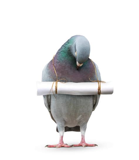 Pigeon With Letter Tyjsergdhj2