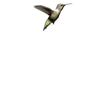 Anda dapat mendownload animasi gambar bergerak langsung dan free alias gratis. Wow 30 Gambar Burung Kartun Gif - Miki Kartun