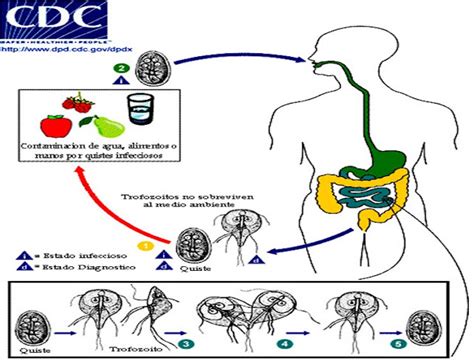 Giardia Lamblia Ciclo Biol Gico