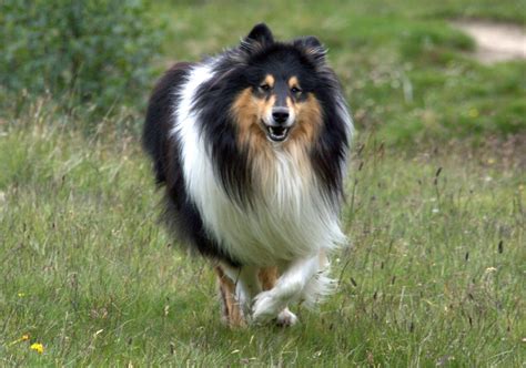 Scotch Collie Breed Information Characteristics And Heath Problems