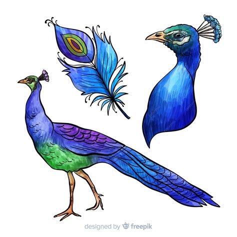 free vector beautiful peacock in watercolor style