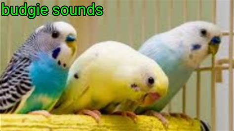 Budgies Sounds To Make Them Sing Lovebird Happy Sounds Budgies Muhabbetku U Parakeet Youtube
