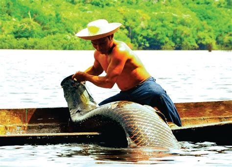 Pesca Do Pirarucu O Bacalhau Da Amazônia Pará Brasil Pirarucu